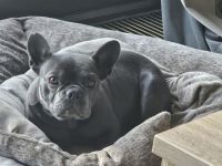 Französische Bulldogge Welpen