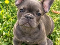 Französische Bulldogge