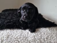 Labrador X Labradoodel Welpen 🐶❤️