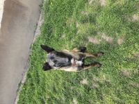 Malinois rüde 12 Monate