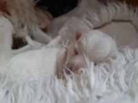 Westie Welpen