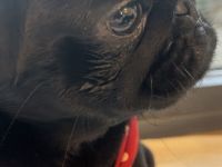 Das schönste Mopsmädchen