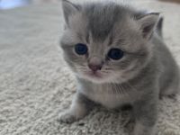 Britisch Kurzhaar Kitten
