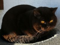 von Sofakelele (Nicht zum Verkauf)