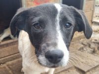 Simon, toller Junghund mit viel Potenzial zum großartigen Familienhund, 8 Monate, 41 cm