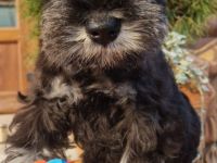 Drei Reinrassige Zwergschnauzer Rüden ( ein Schwarz-Silber und zwei schwarz)