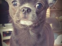 Deckrüde Naylo blue Apfelkopf Chihuahua