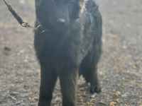 Schwarze Schäferhündin