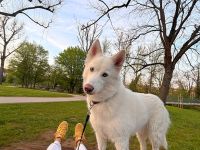 Pomsky sucht neues Zuhause