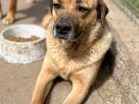 Molly sucht ihr Für-immer-Zuhause