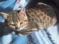 Rassemixkitten Bengal x BKH (blau)