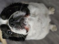 Französiche Bulldogge Privatvermittlung