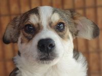 Olli, kleiner Junghund mit einer sehr angenehmen und ruhigen Art, ca. 6 Monate, 36 cm (wachsend)