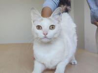 Die süße Hada wartet auf ein Für-Immer-Zuhause