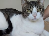 Raúl wartet auf ein liebevolles Für-Immer-Zuhause