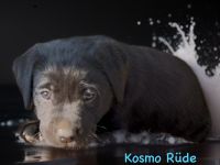 Labrador Retriever Welpen 2 schwarze + 3 gelbe Rüden & 1 schwarze + 2 gelbe Hündinnen