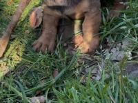 Zwergdackelwelpen inkl. Ahnentafel