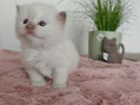 Ragdolls vom Winterfelde