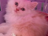 Persischer Langhaarkater