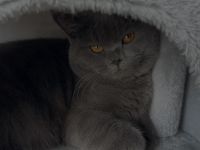 Persisch- Britischer Kater sucht liebevolles Zuhause!!