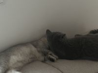 2 Britisch Kurzhaar kitten, einmal 7 und einmal 4 Monate alt.