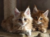 Maine Coon Kitten reinrassig mit Stammbaum seltene Linie