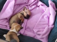 Chihuahua Welpen Männchen