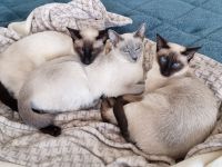 Reinrassige Thai-Katzen mit Stammbaum