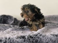 wunderschöne Mini Yorkshire Terrier Welpen