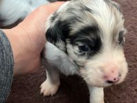 Kleiner Münsterländer x Australian Shepherd Mix