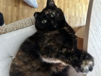 Zwei verkuschelte ältere Hauskatzen