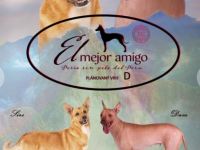 Peruanische Nackthunde