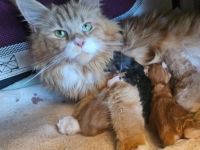 Maine Coon mit Stammbaum