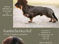 Deckrüde Rauhaar Kaninchenteckel