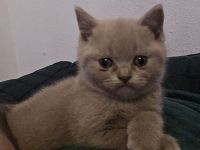 Süße BKH Babykatzen suchen ein neues Zuhause