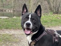 Aktiver & lernfreudiger Rüde sucht Platz mit Erfahrung