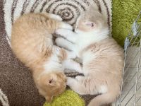 BKH Kitten Stammbaum