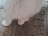 Perser Bkh mix Kater baby