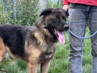 Unsicherer Ares sucht erfahrenes Zuhause