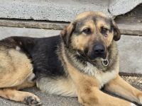 Halt und Zuneigung für Bojan