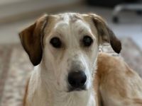 Sensible NEVA sucht ihr geduldiges Zuhause im ländlichen Bereich