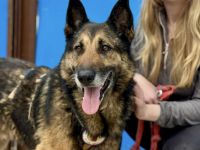 Freundlich, verträglich und wunderschön: Djego!