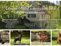 Welpen E-Wurf Sommer 2025 Zwergpinscher Rehpinscher