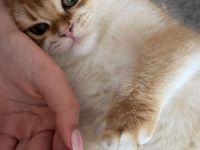 Britisch Kurzhaar Katze Gold BKH *7 Monate*
