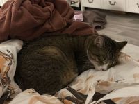 Verspielte und liebevolle Katze sucht ein neues Zuhause