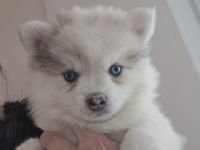 Auszugsbereit Pomsky Welpen Minihusky blaue Augen