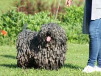 Puli Welpen abzugeben