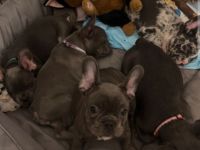 Französische bulldogge