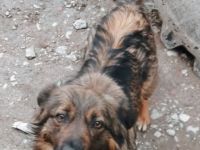 Kleine Fanny sucht ihre Menschen