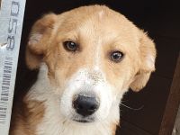 Jimmy, zutraulicher Junghund sucht Familie für viele schöne Momente, 5 Monate, 39 cm (wachsend)